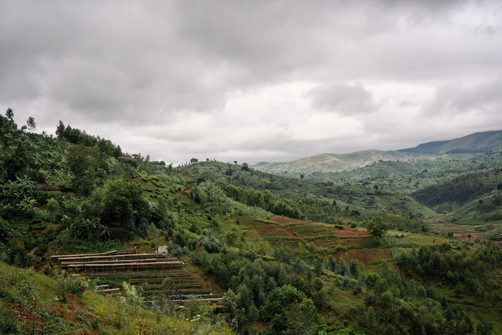 COFFEE ORIGINS: KAYANZA, BURUNDI