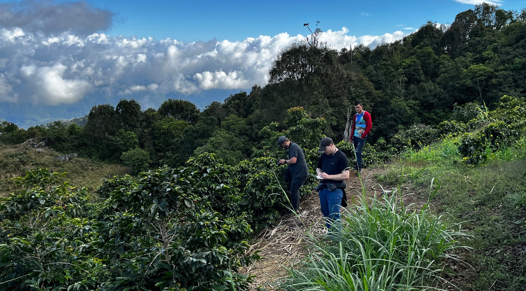 COFFEE ORIGINS: SANTA BARBARA, HONDURAS