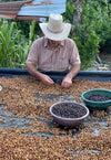 Man sorting coffee cherry seeds at the Moreno farm