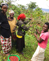 Women at the Ejo Heza co-op in Rwanda picking coffee cherries