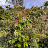 Coffee cherries on the plant